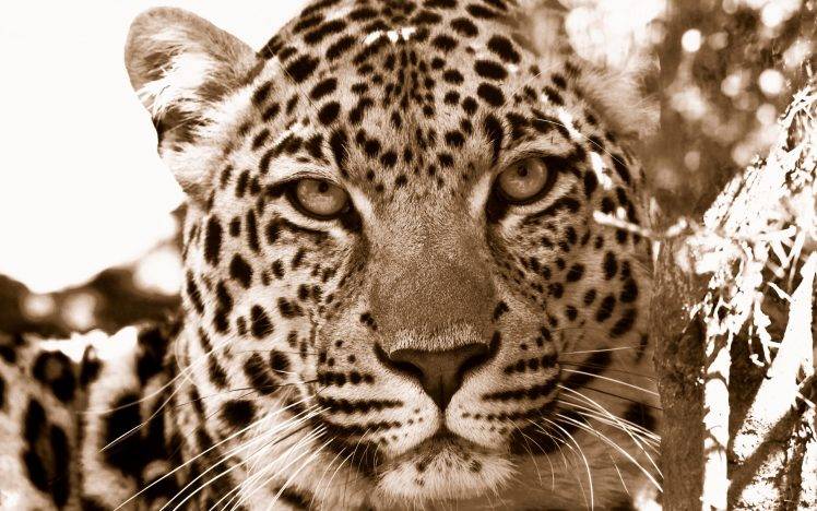 animals, Jaguars, Nature, Leopard HD Wallpaper Desktop Background