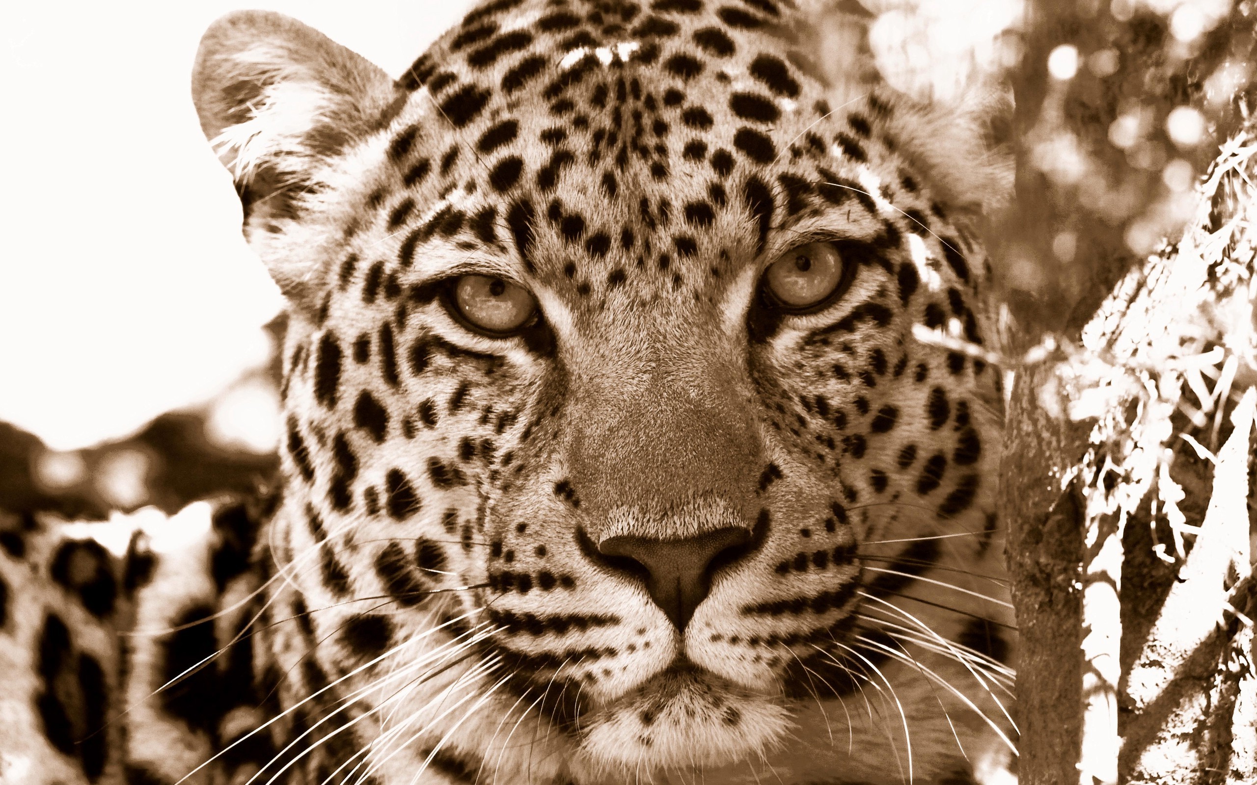 animals, Jaguars, Nature, Leopard Wallpaper