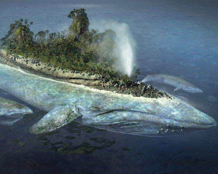 whale, Island, Animals, Sea HD Wallpaper Desktop Background