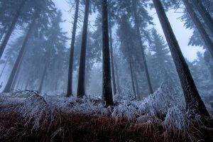 nature, Forest, Trees, Mist, Winter