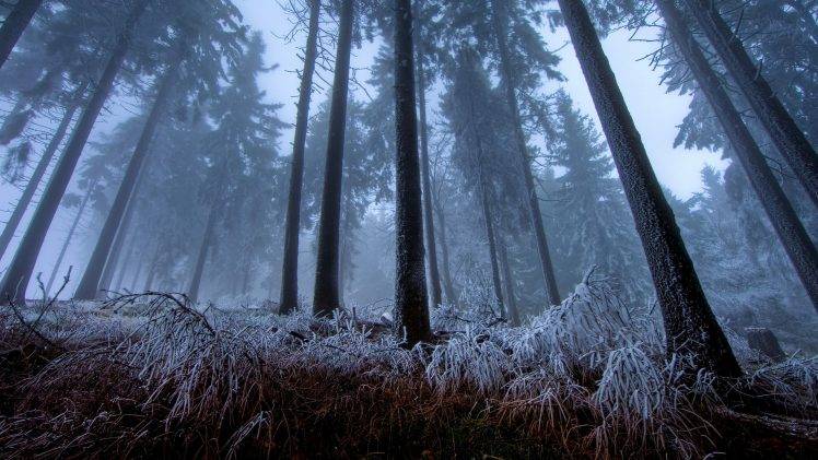 nature, Forest, Trees, Mist, Winter HD Wallpaper Desktop Background