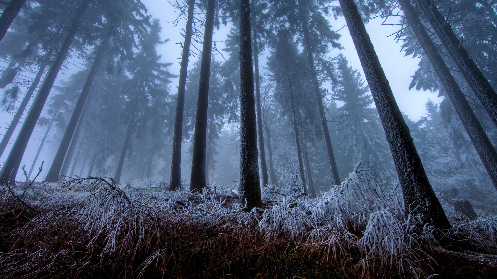 nature, Forest, Trees, Mist, Winter Wallpaper