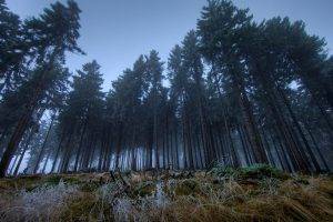 nature, Forest, Trees, Mist