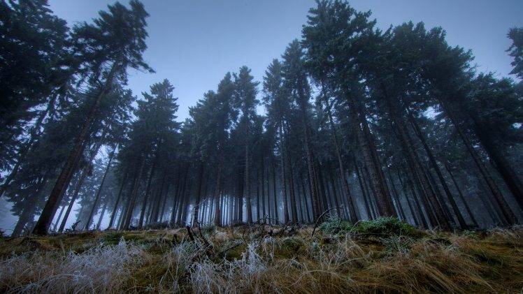nature, Forest, Trees, Mist HD Wallpaper Desktop Background