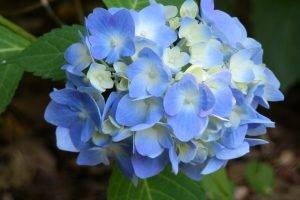 flowers, Hydrangea, Blue Flowers