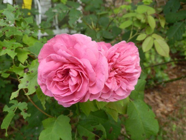 rose, Flowers, Pink Roses HD Wallpaper Desktop Background
