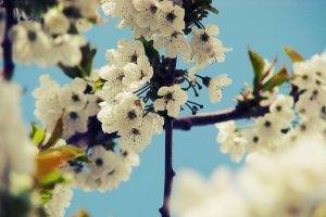 cherry Blossom, Flowers