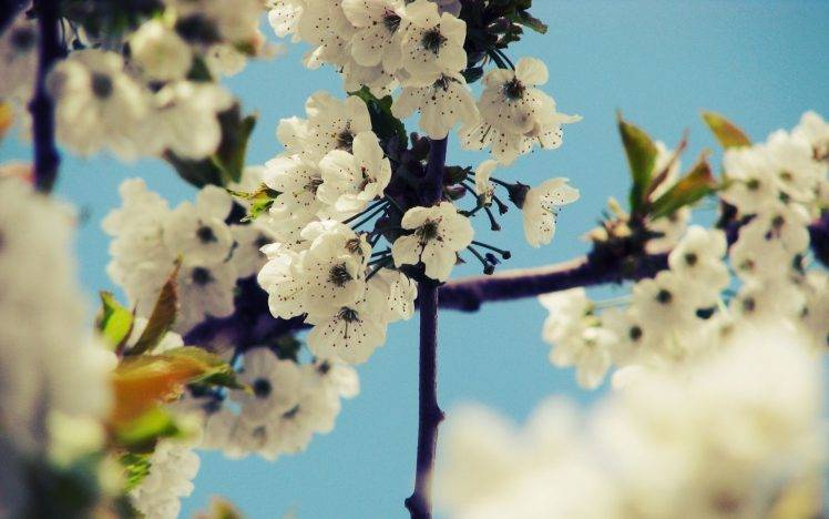 cherry Blossom, Flowers HD Wallpaper Desktop Background