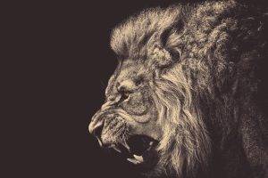 lion, Animals, Anger