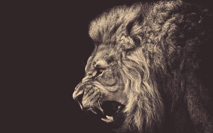 lion, Animals, Anger HD Wallpaper Desktop Background