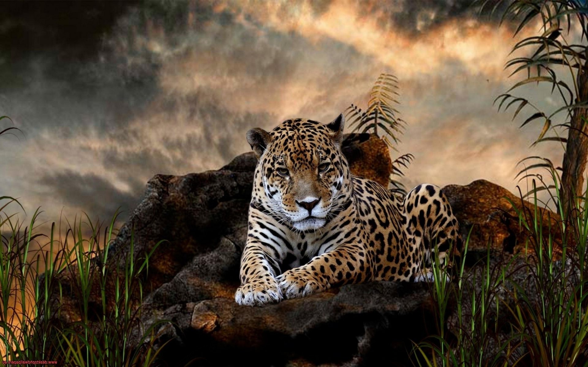 jaguars, Animals Wallpaper