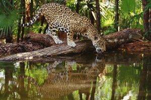 jaguars, Animals, Feline