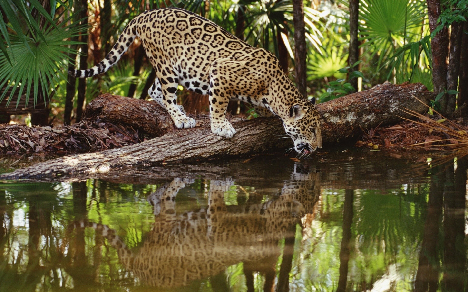 jaguars, Animals, Feline Wallpaper