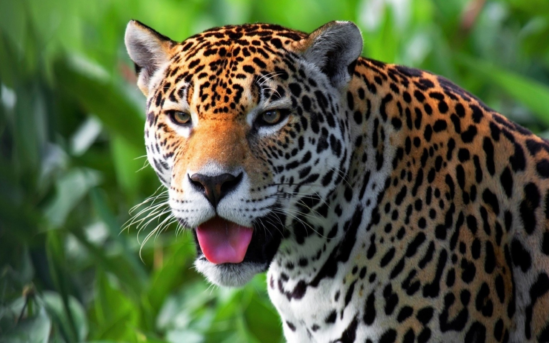jaguars, Animals Wallpaper