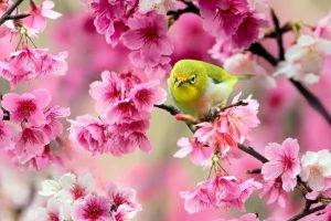 birds, Animals, Pink Flowers, Blossoms