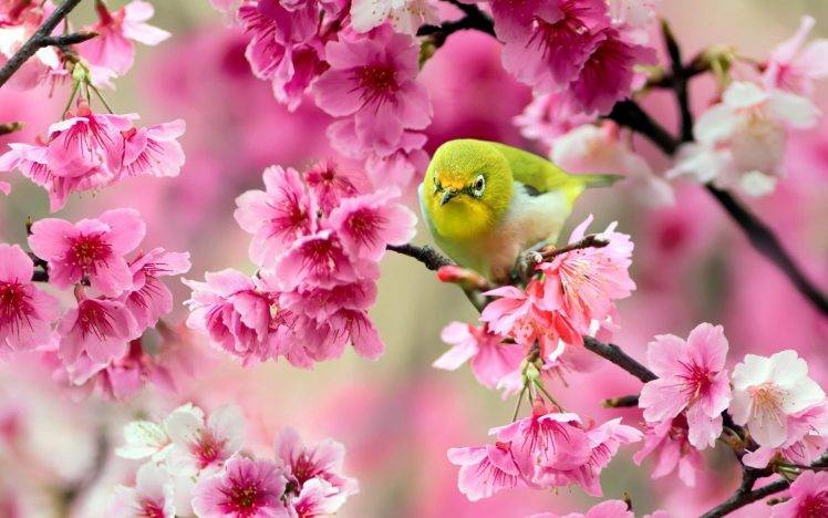 birds, Animals, Pink Flowers, Blossoms HD Wallpaper Desktop Background