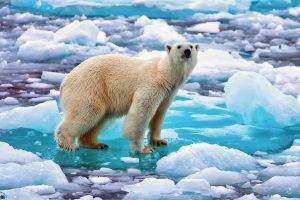 animals, Beards, Bears, Polar Bears, Ice
