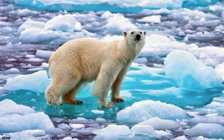 animals, Beards, Bears, Polar Bears, Ice HD Wallpaper Desktop Background