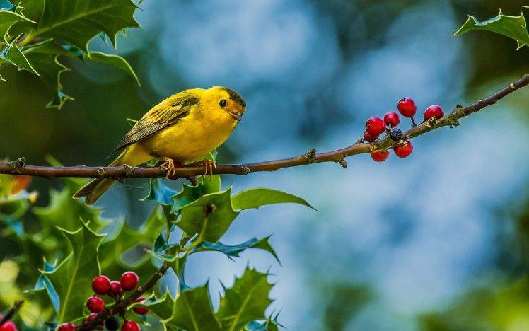 birds, Animals, Finches HD Wallpaper Desktop Background