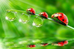 ladybugs, Animals, Insect, Water Drops, Reflection