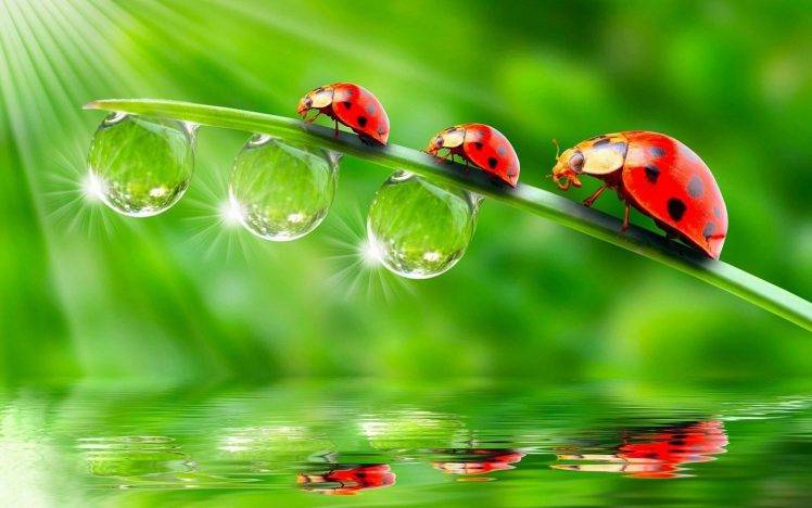 ladybugs, Animals, Insect, Water Drops, Reflection HD Wallpaper Desktop Background