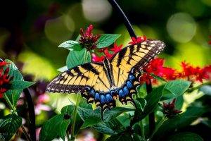 butterfly, Nature