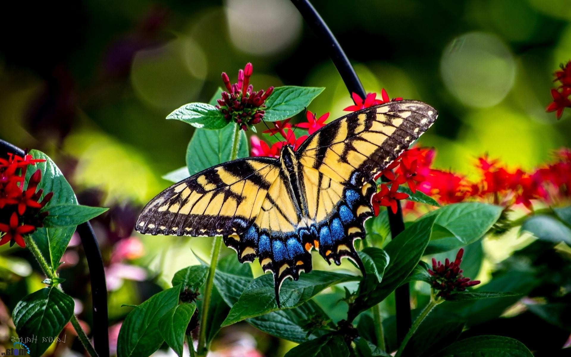 butterfly, Nature Wallpaper