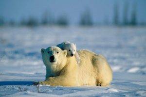 polar Bears, Animals, Baby Animals, Snow