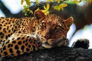 leopard, Animals