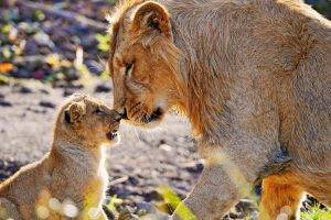 lion, Animals, Baby Animals
