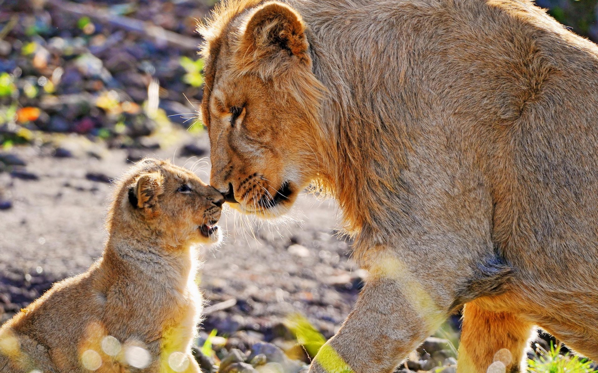 lion, Animals, Baby Animals Wallpaper