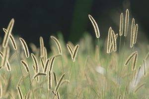 spikelets, Nature