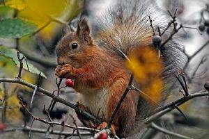 animals, Squirrel, Twigs, Berries