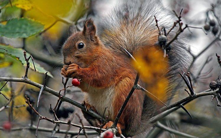 animals, Squirrel, Twigs, Berries HD Wallpaper Desktop Background