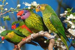 parrot, Animals, Birds, White Flowers