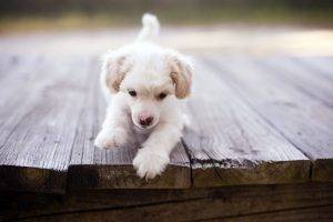 wooden Surface, Animals, Dog, Puppies