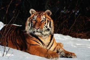 tiger, Animals, Snow