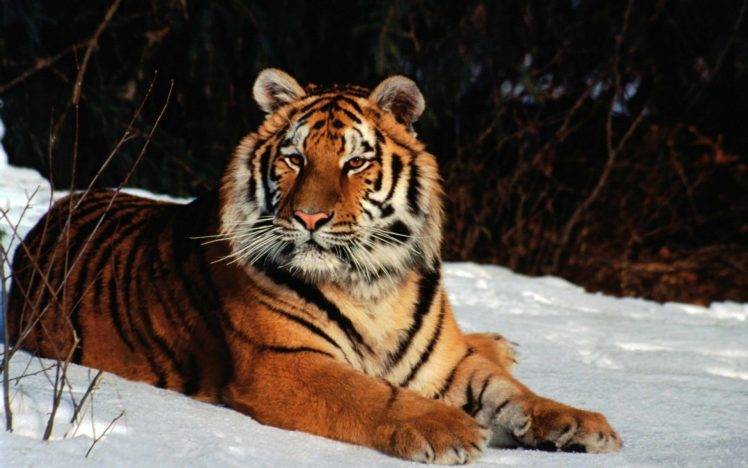 tiger, Animals, Snow HD Wallpaper Desktop Background