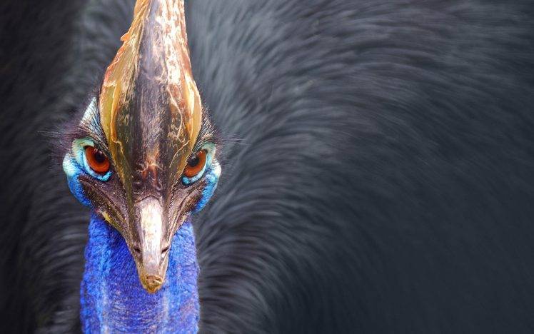 animals, Australia, Casuar, Birds HD Wallpaper Desktop Background