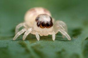 spider, Macro, Animals, Depth Of Field