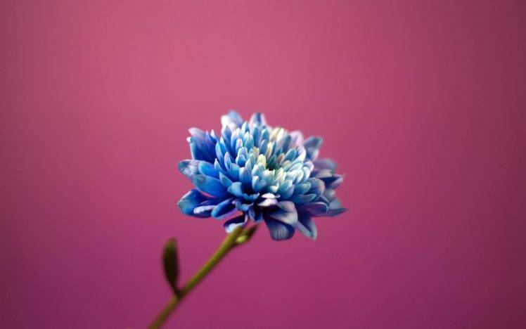 flowers, Pink Background, Blue Flowers HD Wallpaper Desktop Background