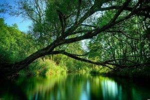 nature, River