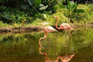 flamingos, Animals, Birds