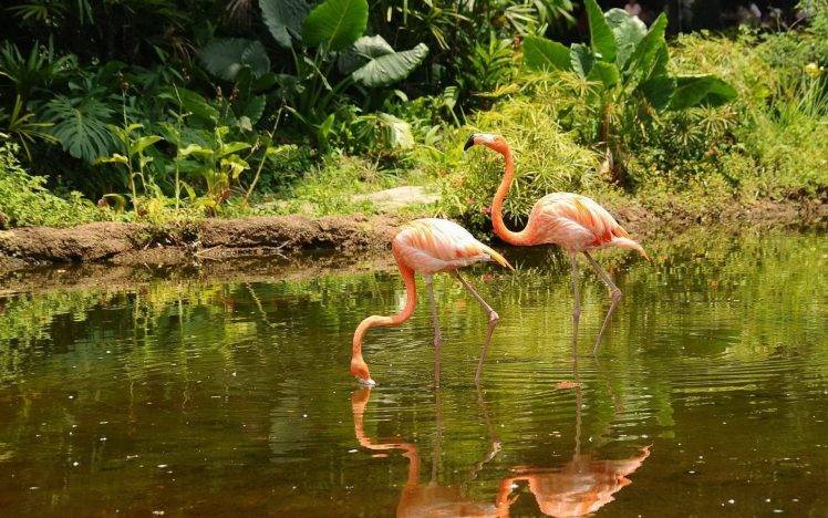 flamingos, Animals, Birds HD Wallpaper Desktop Background