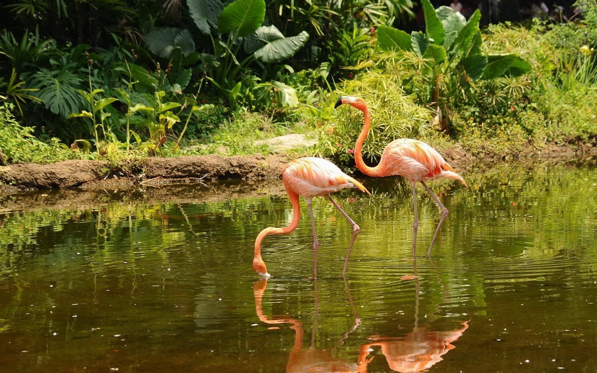 flamingos, Animals, Birds Wallpaper