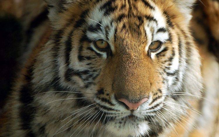 cat, Animals, Tiger HD Wallpaper Desktop Background