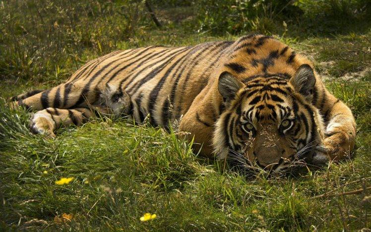 cat, Animals, Tiger, Nature HD Wallpaper Desktop Background