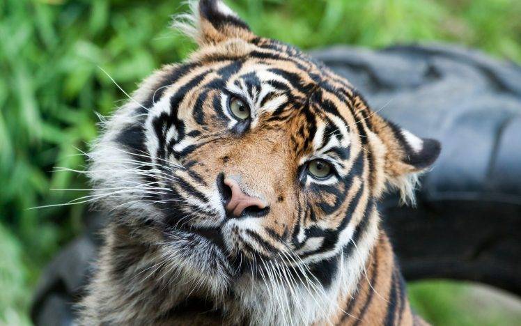 cat, Animals, Tiger HD Wallpaper Desktop Background