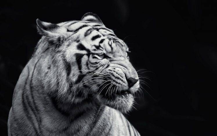 cat, Albino, Animals, Tiger HD Wallpaper Desktop Background