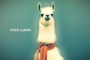 animals, Lama, Llamas, Abstract, Nature